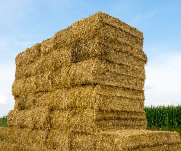 Untitled design (75)